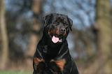 ROTTWEILER 539